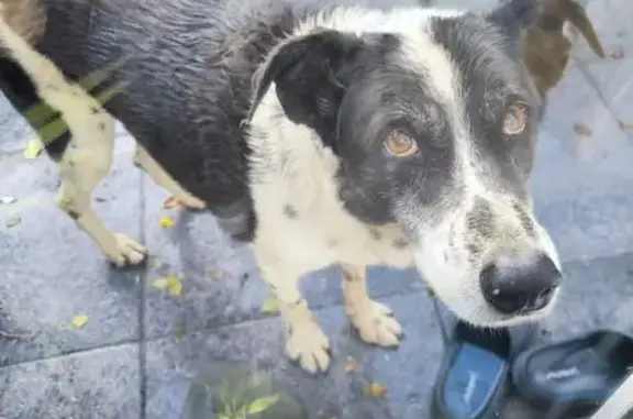 Chien perdu : Border Collie/Dalmatien âgé - photo