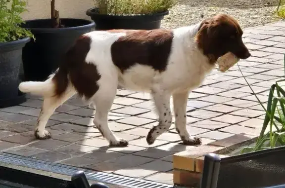 Chien perdu , photo : Chien perdu blanc/marron, Aube, France