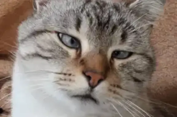 Chat perdu, Nouvelle-Aquitaine, photo: Chat gris perdu à Langon, craintif et dodu