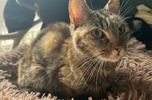 Animaux trouvés Le Pellerin, photo: Chatte tricolore trouvée au Pellerin