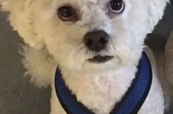 Missing dog Thousand Oaks, photo: Lost 14-Year-Old White Malti-Poo in TO