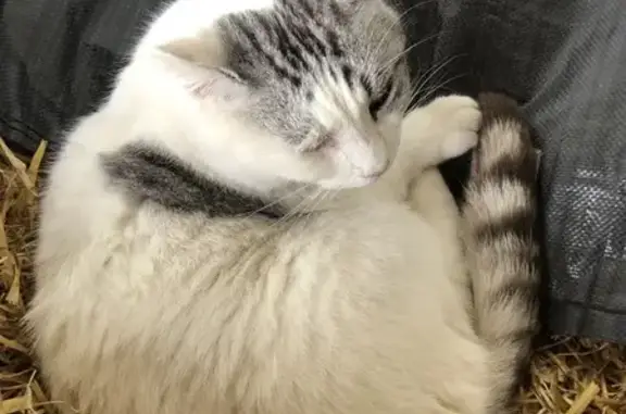 Animaux trouvés Étel, photo: Chat trouvé à Étel, Place des Saules