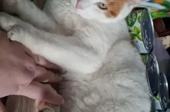 Chat perdu à Roanne, allée de la Méditerranée - photo