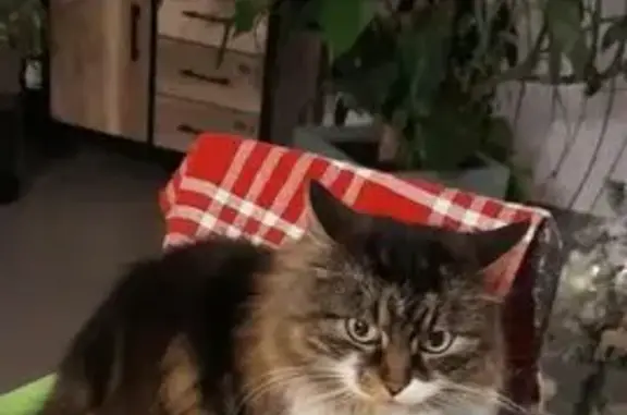 Chatte perdue à Reilhac, mi-longue tricolore - photo