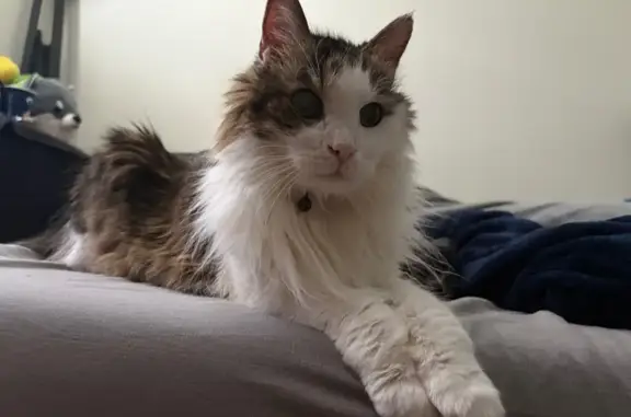 Missing cat Medina, photo: Lost Visually Impaired Cat in Medina