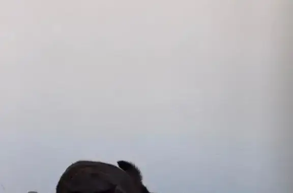 ¡Gato Negro Perdido en Castell de Miravet!