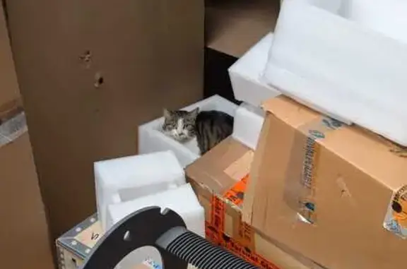 Animaux trouvés , photo: Chat réfugié dans notre local hier