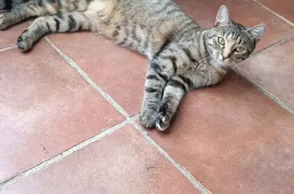 Perdu : Chatte tigrée Nala à Lacroix-SO - photo