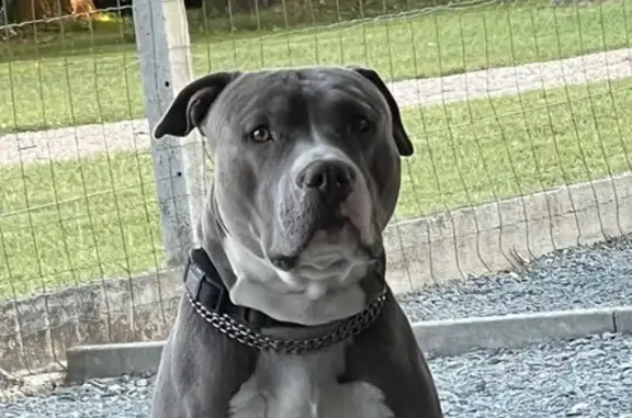 Chien gris perdu, craintif, Chemin du Cabanon - photo
