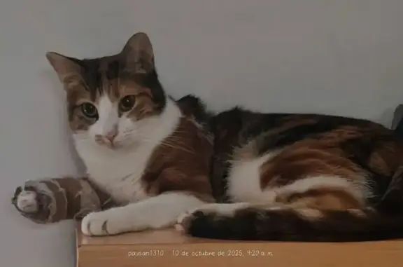 Calica Perdida: Gato Tricolor Asustadizo