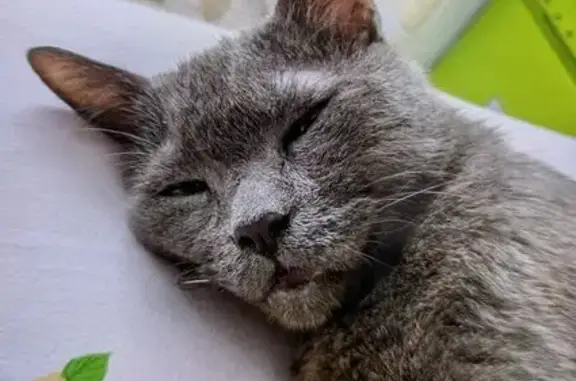 Nebelung Blue Cat Lost in Jurong West