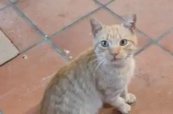 Gato Naranja Manso Encontrado en Peñaranda