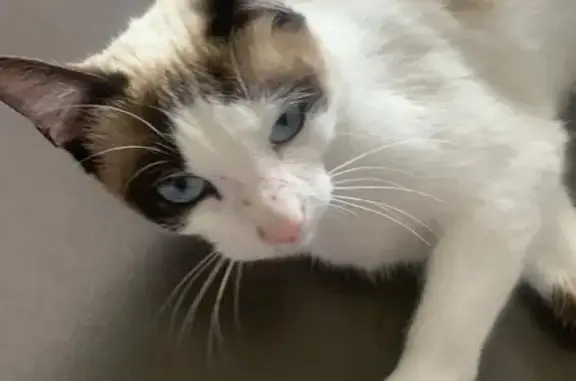 Chatte trouvée à Roques, Occitanie - photo