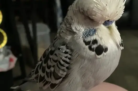 Lost English Budgie: Floki in Charlotte