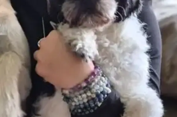 Lost Dog Alert: Help Find Millie in Fort Myers!