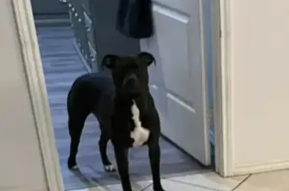 Missing dog Lubbock, photo: Lost Dog: Black & White, 105th St, Lubbock