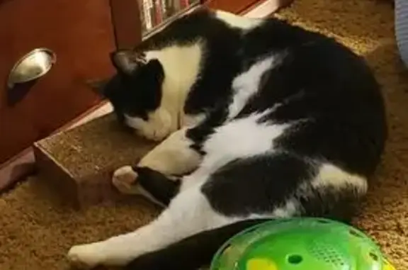 Missing cat Arcadia, photo: Lost Cat: Black & White Masked Male