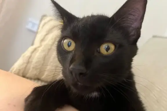 Perdu : Chat noir mâle avec tache blanche - photo