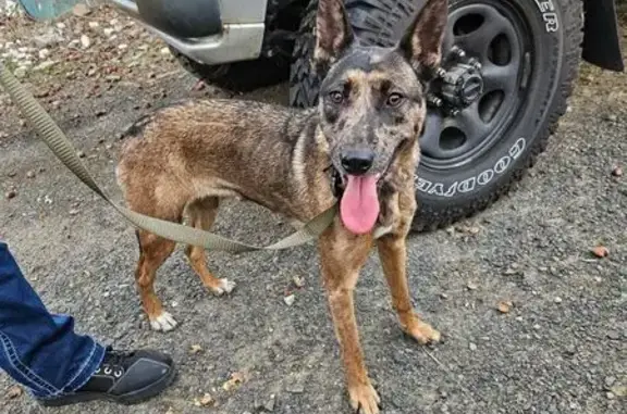 Found dog Eagle Point, photo: Friendly Lost Dog Found on East Main St