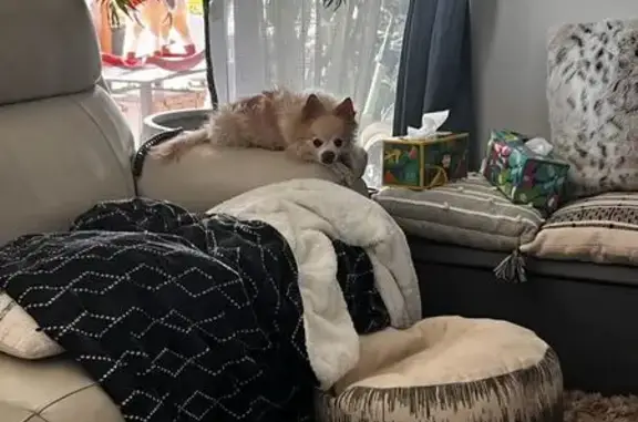 Lost Yellowish Dog, No Teeth, Long Nails