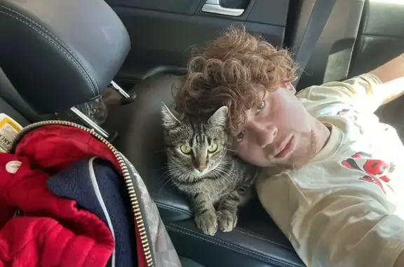 Lost Tabby: Cuddly Adventurer at Large