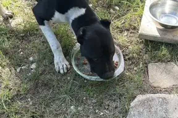 Chien trouvé , photo: Staff croisé trouvé à Carpentras, maigre et gentil
