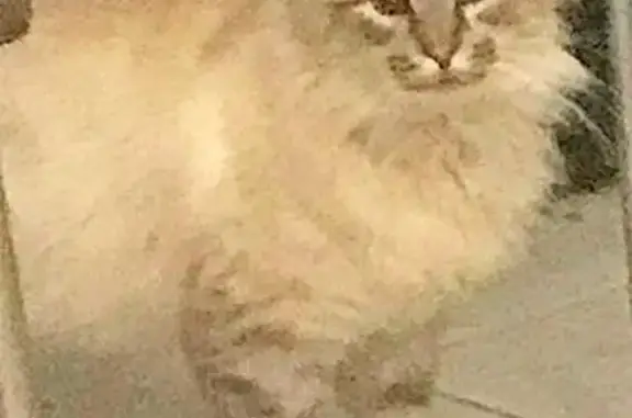 Animaux trouvés , photo: Chat errant blanc crème cherche foyer