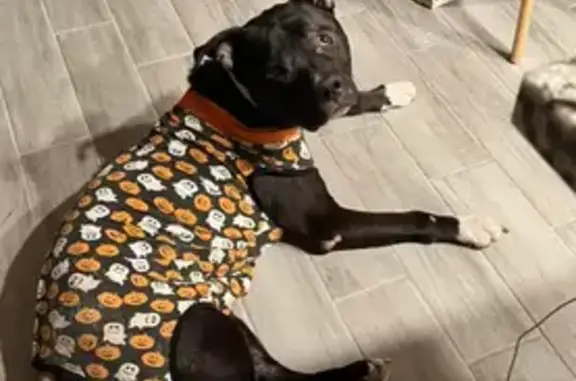 Missing dog , photo: Lost Black Pitbull in Halloween Costume