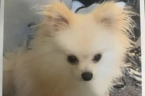 Lost Pomeranian: Brown & White in Arlington