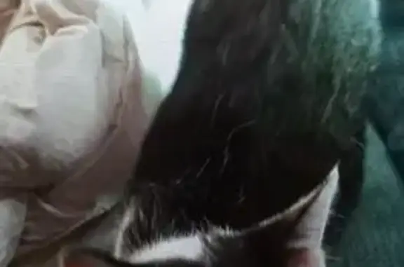 Chat perdu : noir/blanc, queue coupée, Montmorot - photo