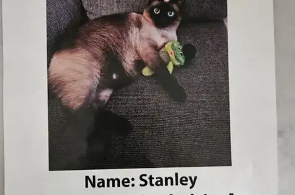 Missing cat Cedar Falls, photo: Lost Siamese Cat: Meadowlark Lane