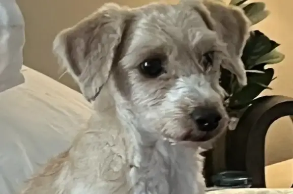 Help Find Shorty: Lost Poodle in Alexandria