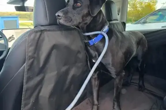 Lost Black Dog: 50lbs, Friendly, Rosedale