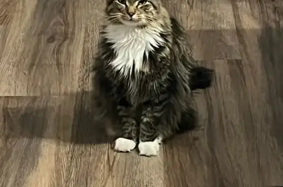 Lost Fluffy Cat: 4 White Paws, Lakeville