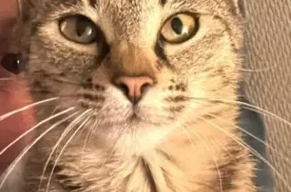Chatte tigrée beige/grise perdue à Amiens - photo