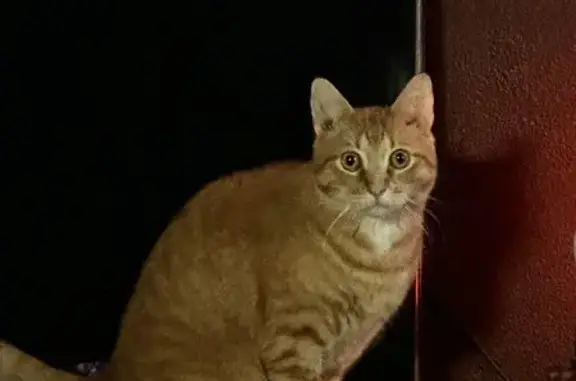 Lost Orange Tabby: 16th Ave, S. St. Paul