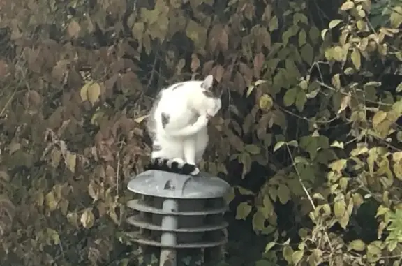 Chatte tricolore trouvée à Cancale - photo