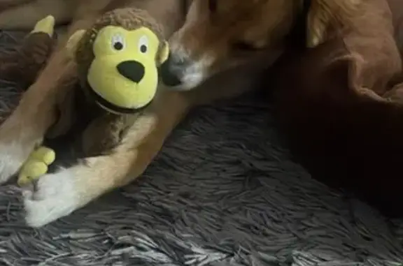 cachorro encontrada