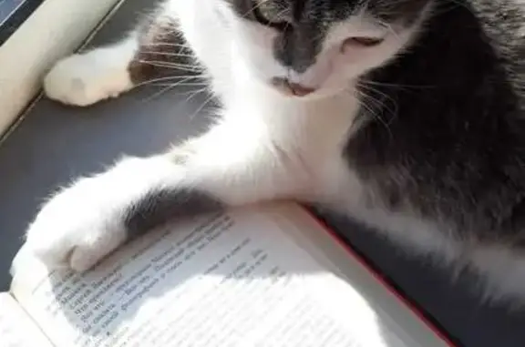 Chatte Mila perdue à Boufféré (23 oct) - photo