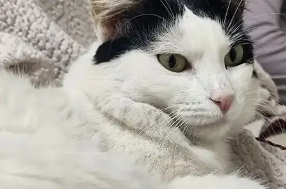 gato desaparecida