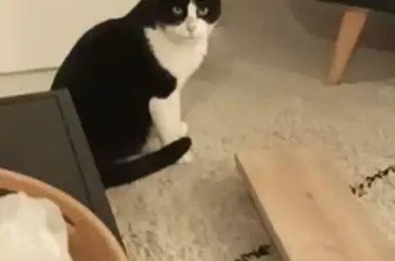 Chat perdu: Noir/Blanc, Eyguières, PACA - photo