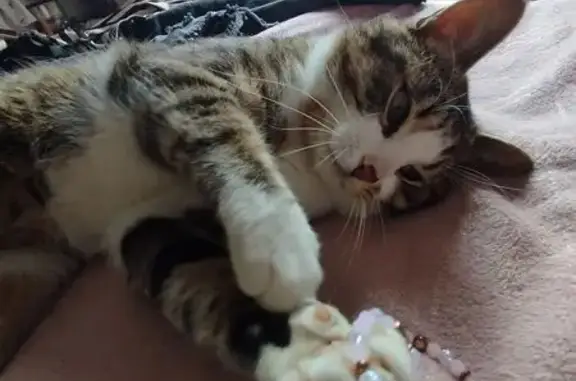 Chat tigré perdu à Martignas-sur-Jalle - photo