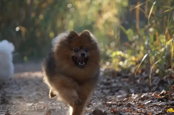 ¡Ayuda! Pomerania marrón perdido en Sant Cugat