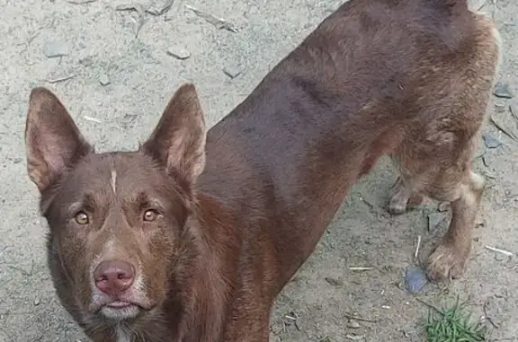 Lost Dog: Fluffy 70lb Brown Coat - Pelham