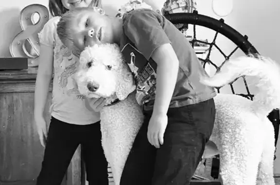 Missing dog , photo: Missing: White Labradoodle & Friend