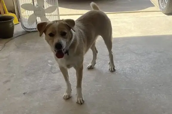 Found dog Fort Worth, photo: Found Male Golden Retriever in Fort Worth