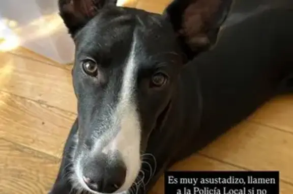 Perro Perdido en Getafe: Cachorro Asustadizo