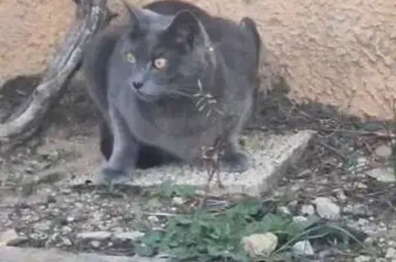 Chat gris perdu, épileptique, Miramas - photo