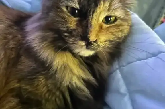 Lost Long-Haired Orange & Black Cat