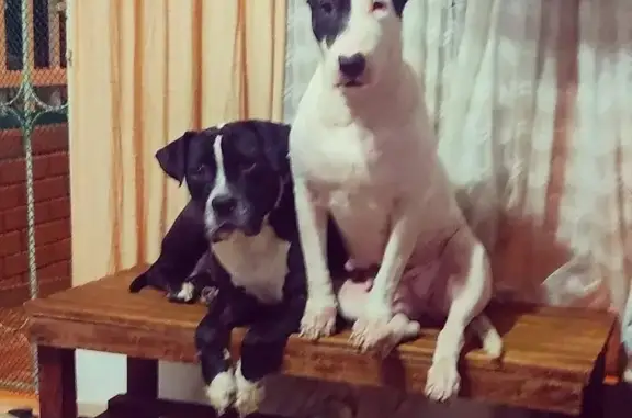 Perro Perdido: Bull Terrier Blanca en Málaga